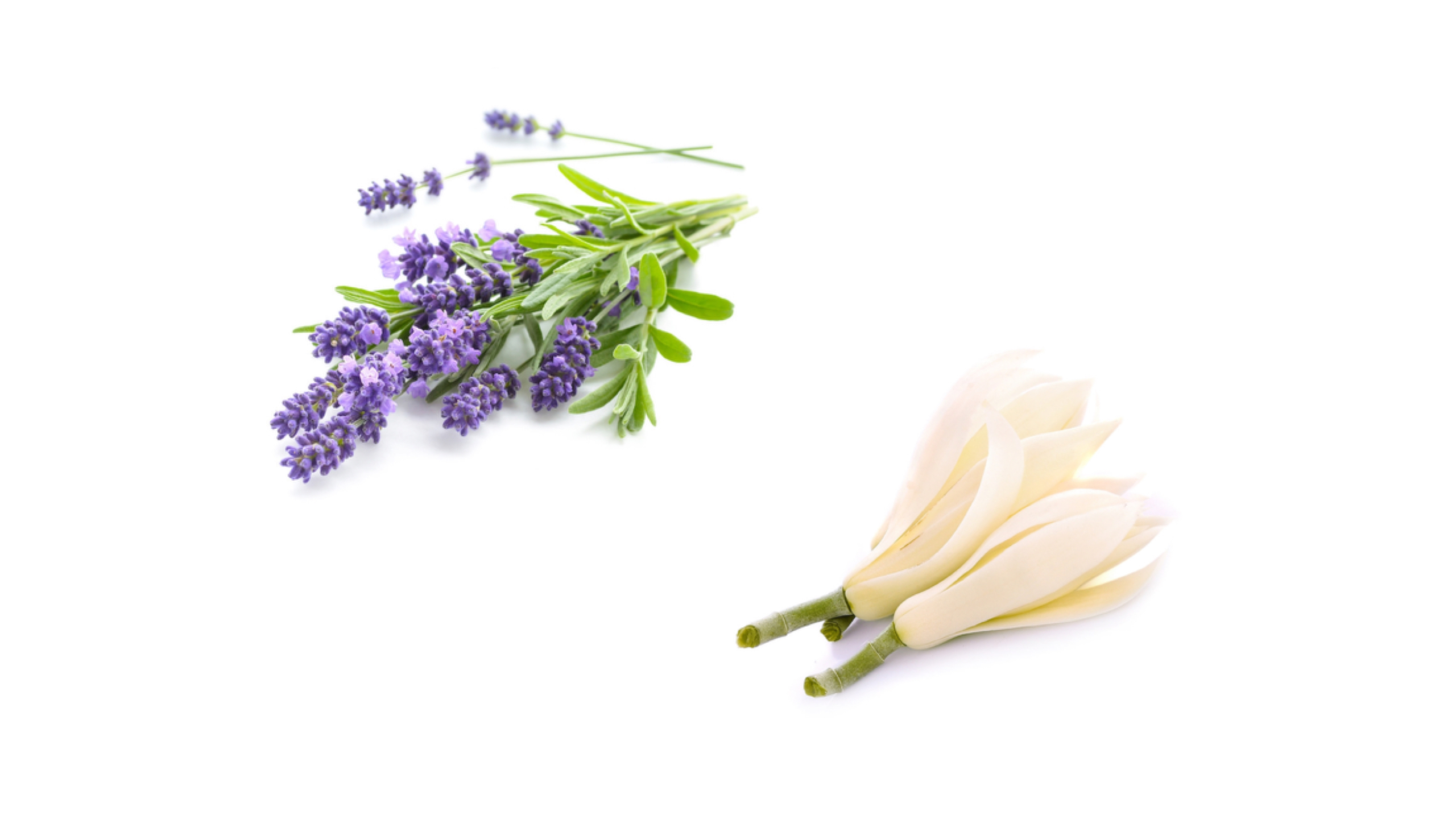 Peaceful (Magnolia x alba + Lavandula angustifolia)